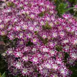 Phlox Popstars Purple With Eye P68phlppe - Garden Express Australia