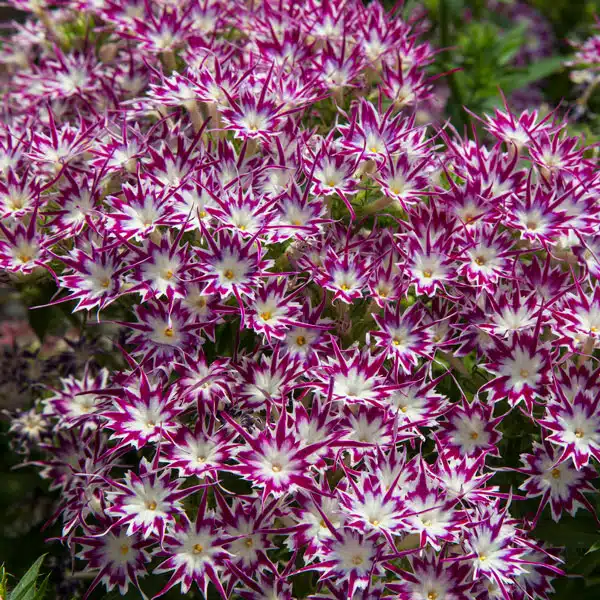 Phlox Popstars Purple With Eye Phlox Popstars Purple With Eye