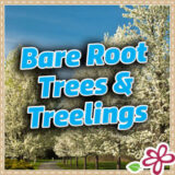 Bare Rooted Trees 2026
