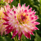 Dahlia Pkdahcch Cha Cha - Garden Express Australia