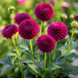 Dahlia Pkdahdar Darkie - Garden Express Australia