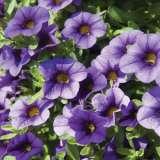 Calibrachoa Calipetite Blue Lpocalcbl - Garden Express Australia