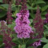 Buddleja Chrysalis Pink P68budcpn - Garden Express Australia